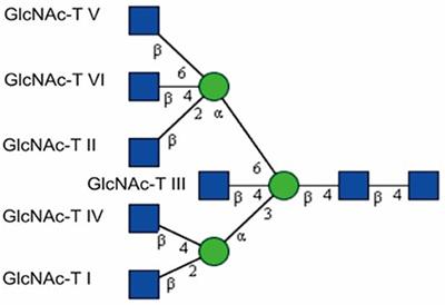 The Essential Functions and Detection of Bisecting GlcNAc in Cell Biology